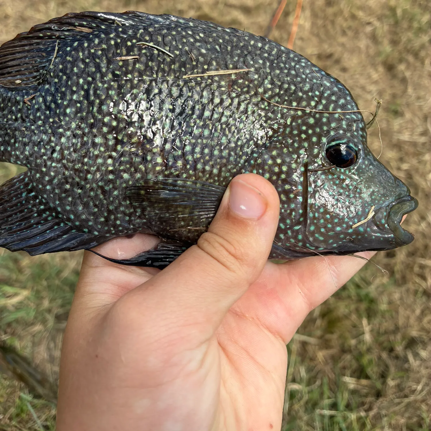 Rio Grande cichlid caught on Fishbrain