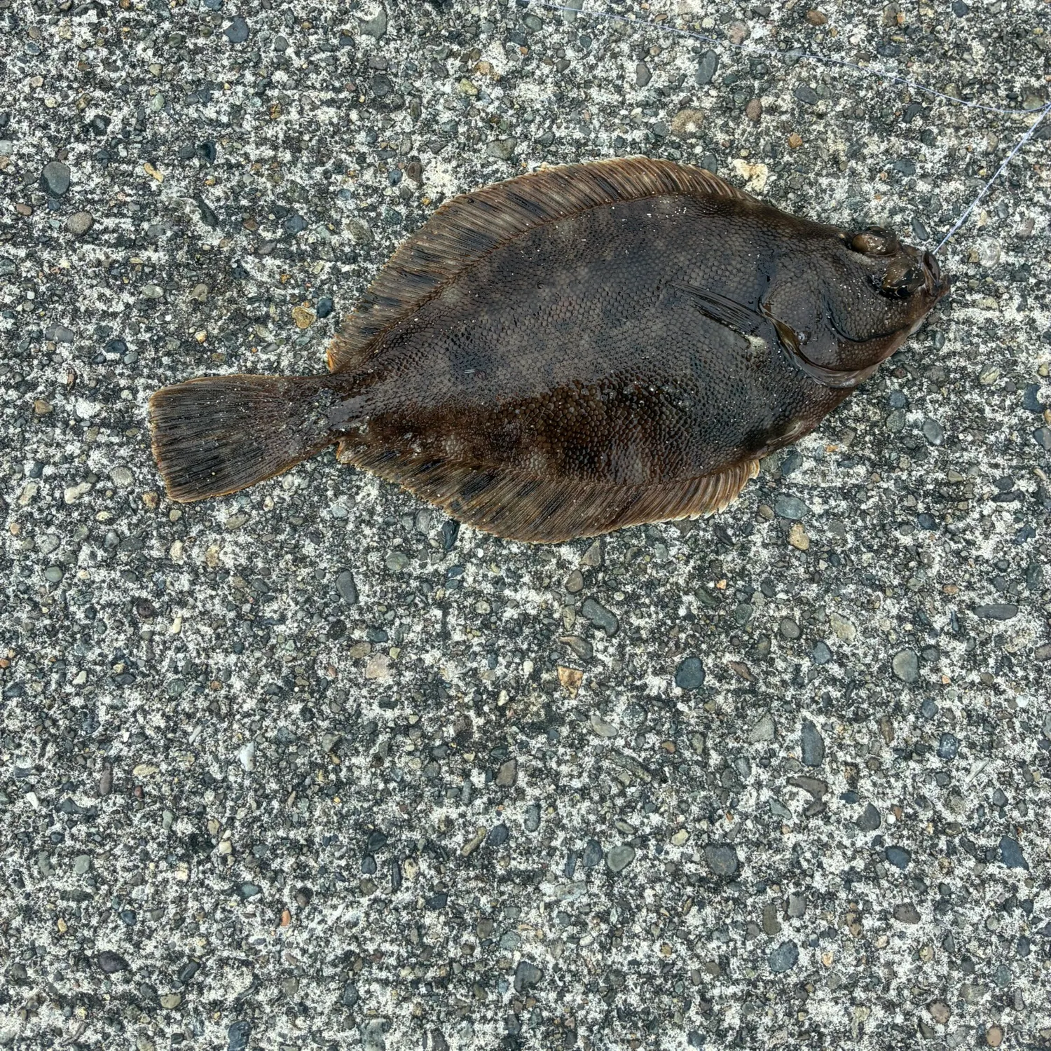 The most recent Southern rock sole catches on Fishbrain