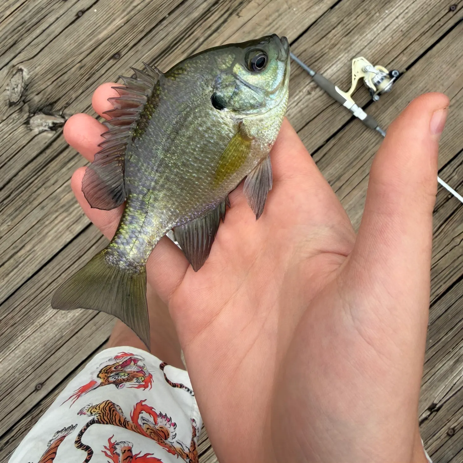 Bluegill caught on Fishbrain