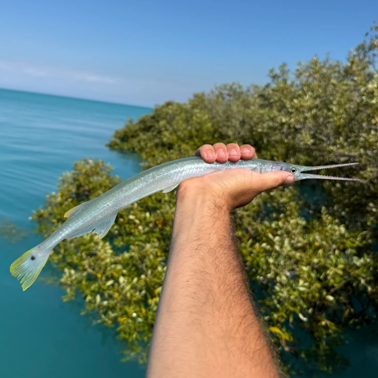 The most recent Strongylura anastomella catches on Fishbrain