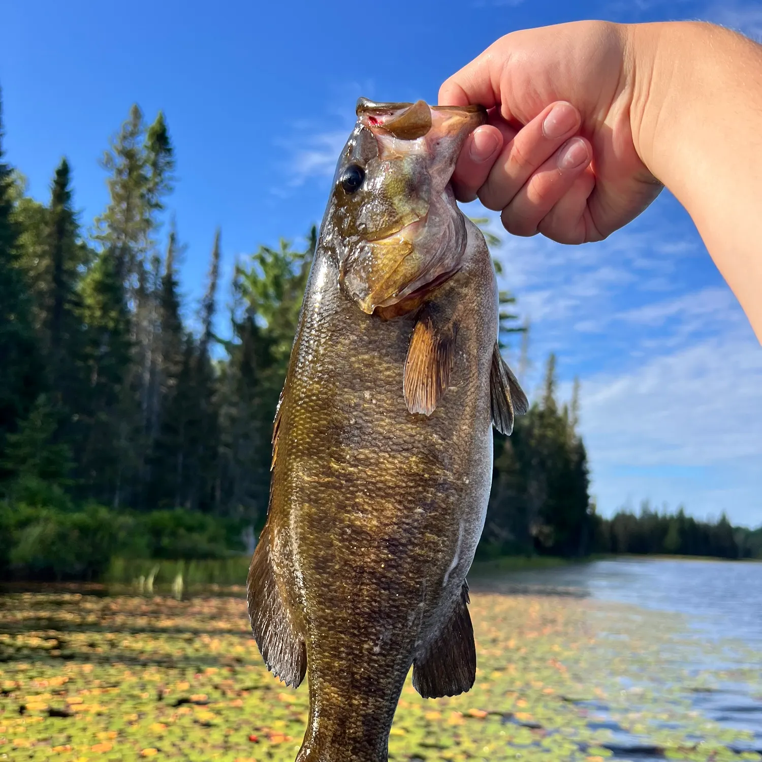 Smallmouth bass caught on Fishbrain