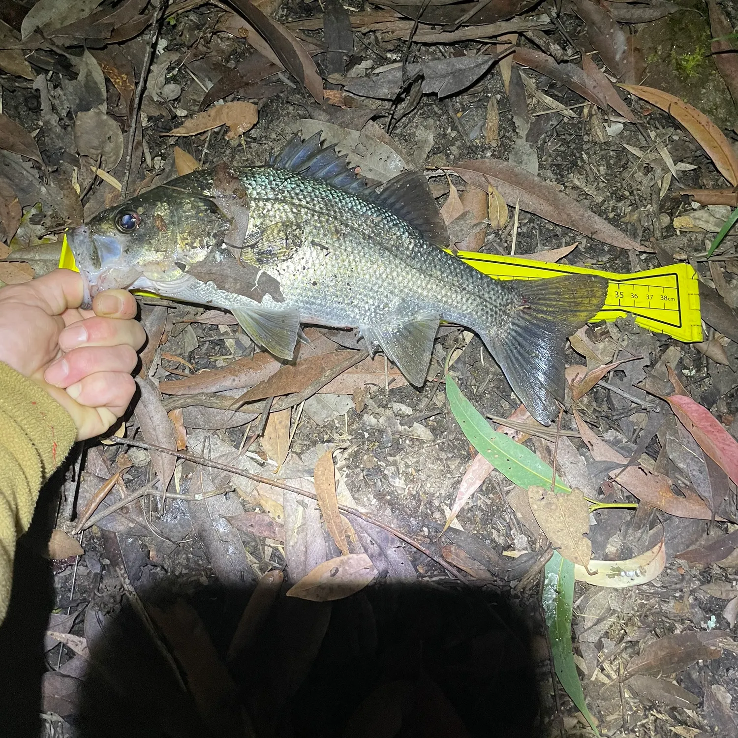 The most recent Australian bass catches on Fishbrain