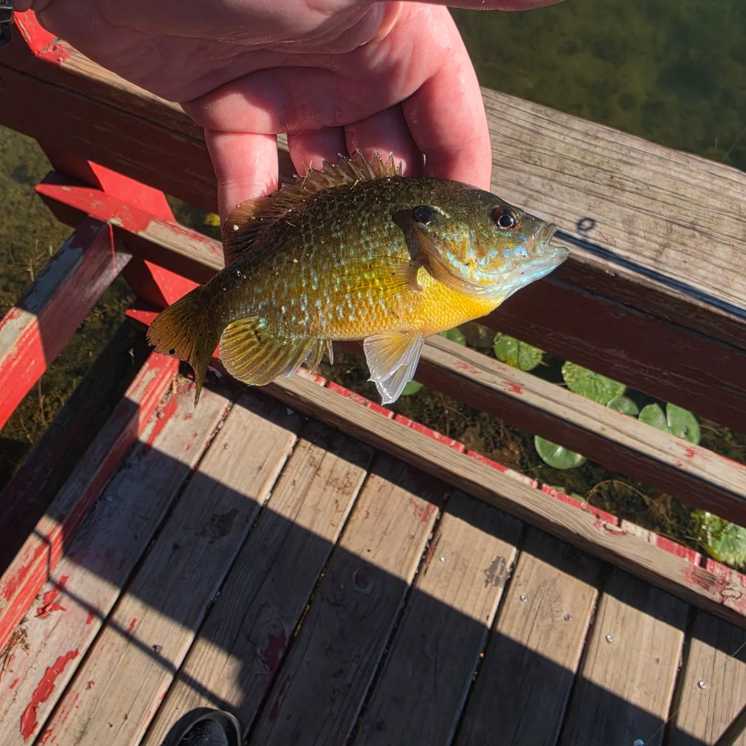 Bluegill caught on Fishbrain