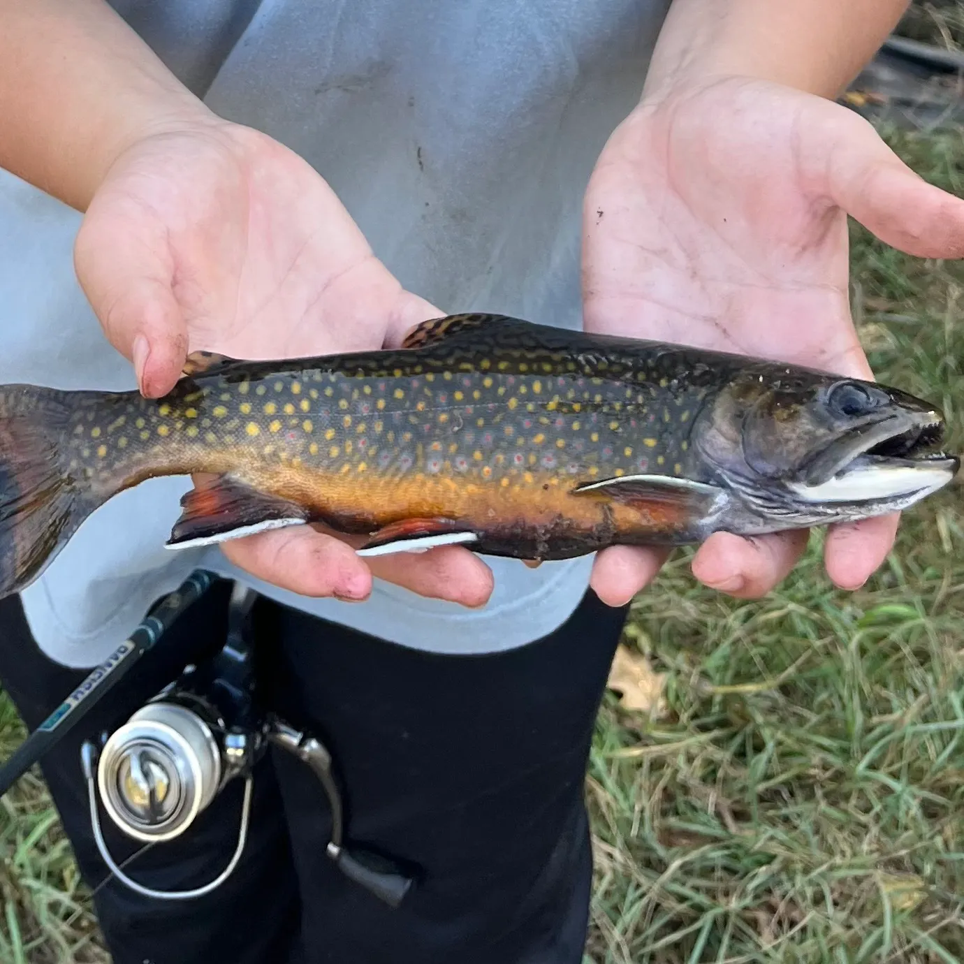 Brook trout caught on Fishbrain
