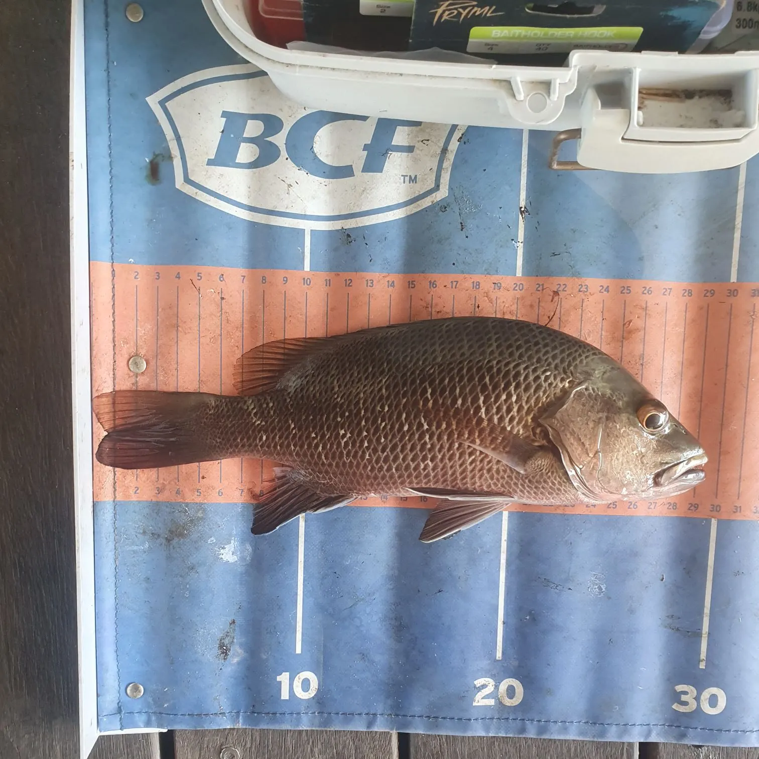 The most recent Mangrove red snapper catches on Fishbrain