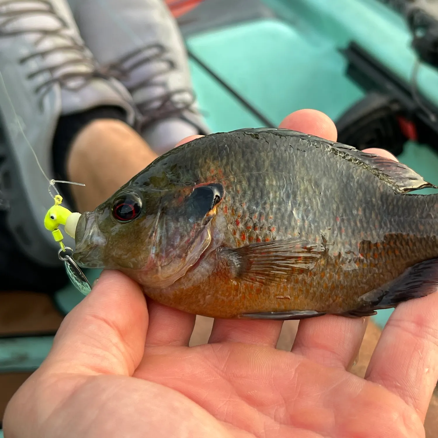 The most recent Redspotted sunfish catches on Fishbrain