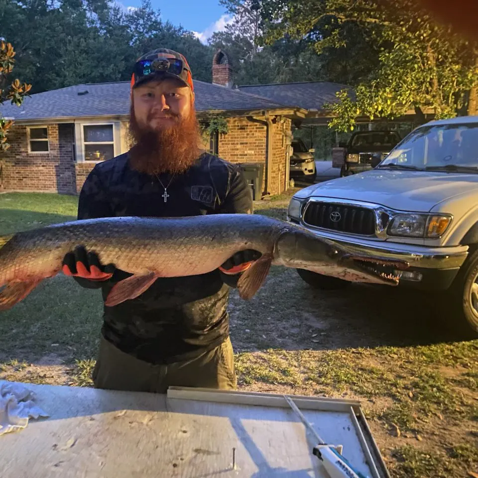 The most recent Alligator gar catches on Fishbrain