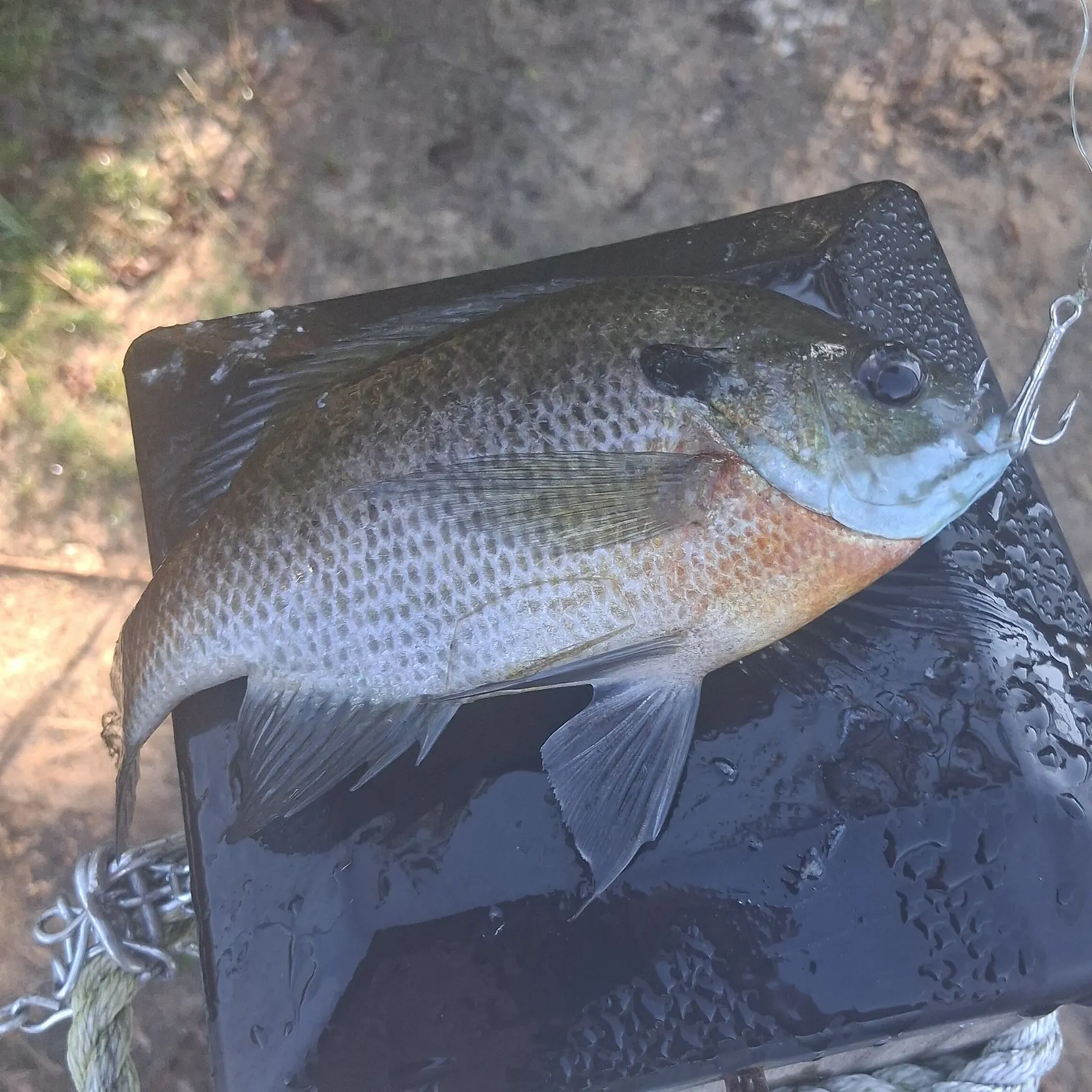 Bluegill caught on Fishbrain