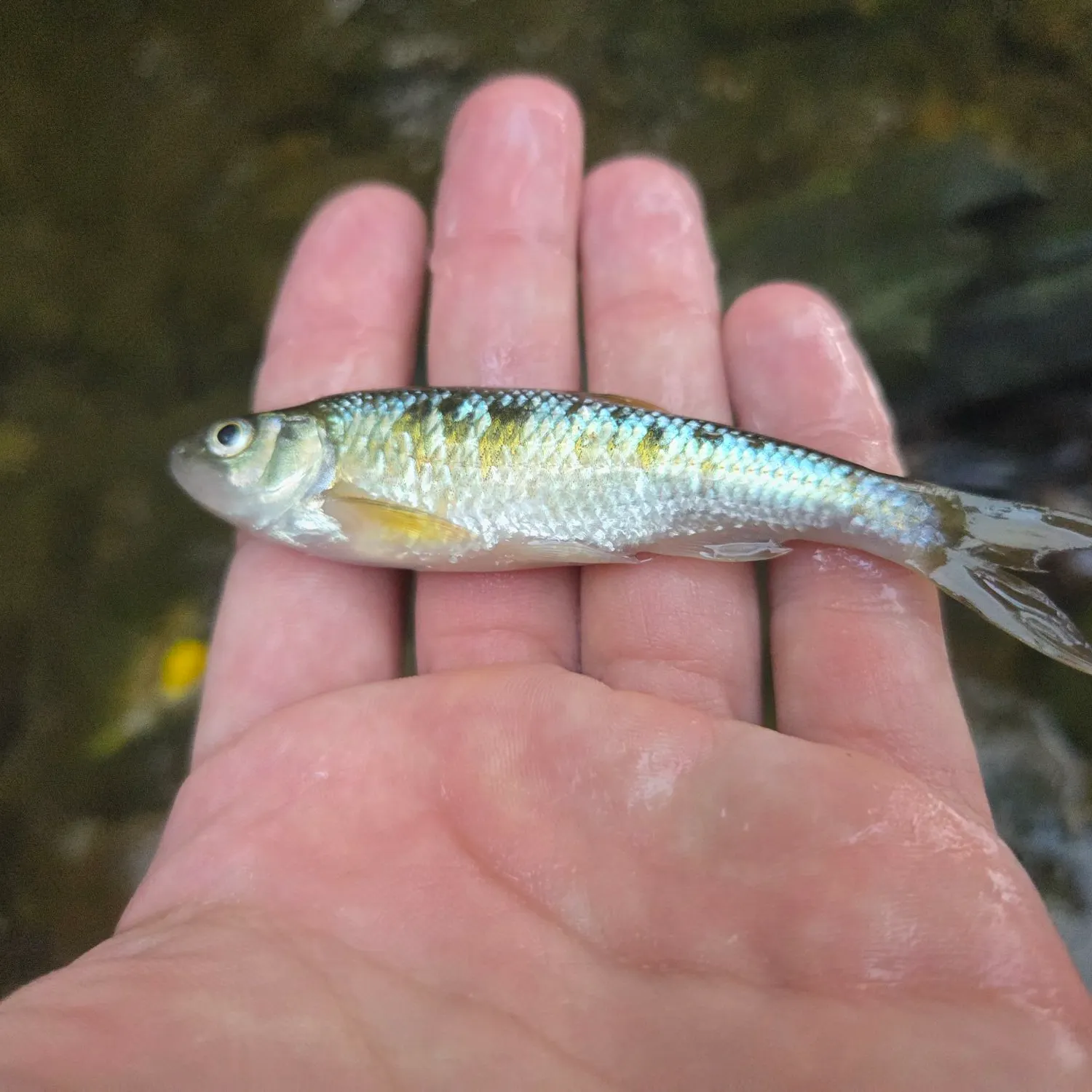 The most recent Striped shiner catches on Fishbrain
