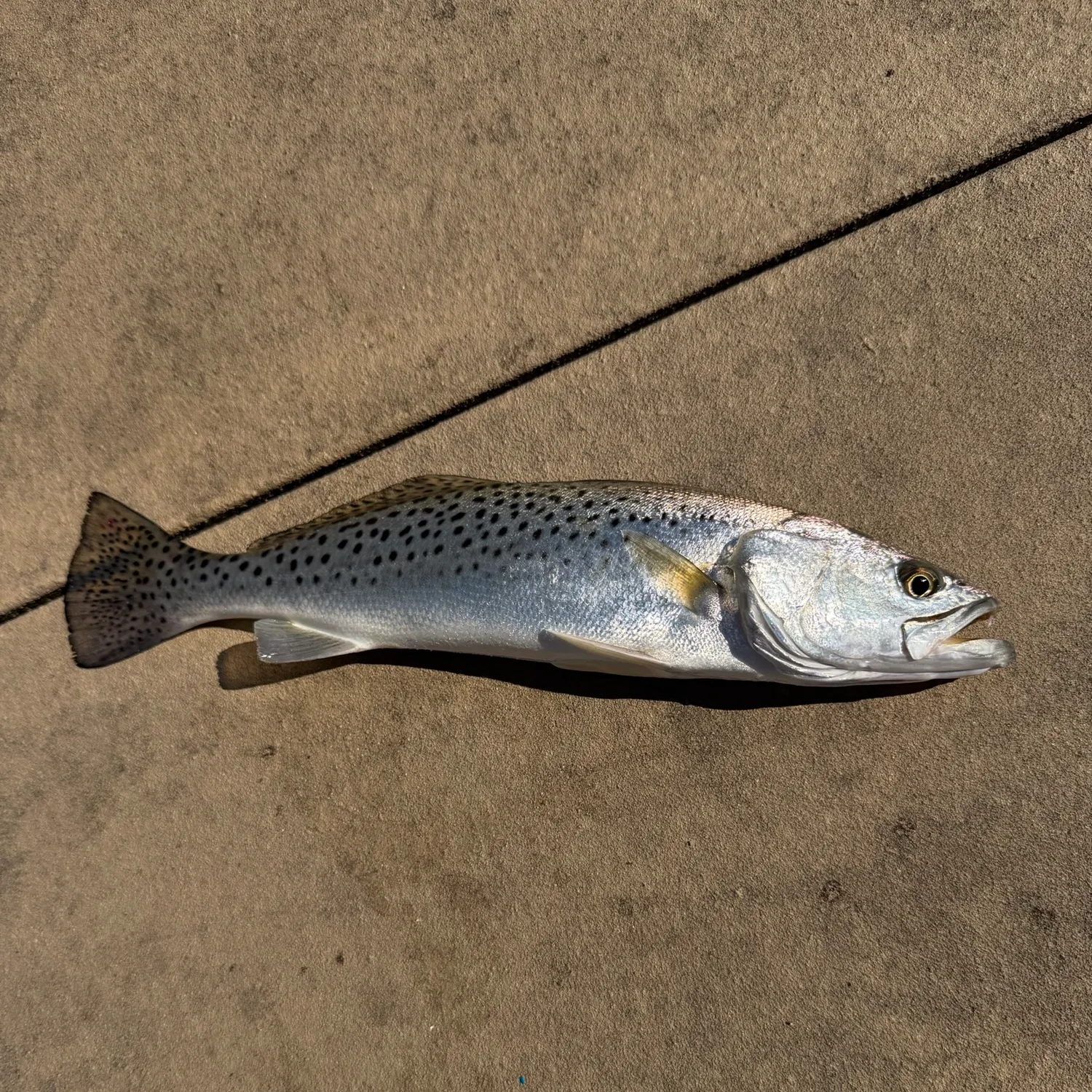Spotted seatrout caught on Fishbrain