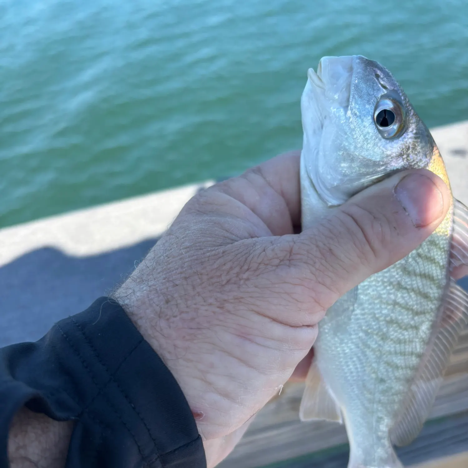 The most recent Spot croaker catches on Fishbrain