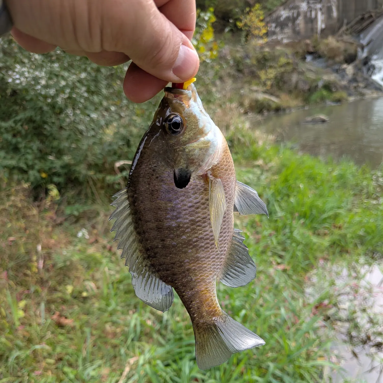 Bluegill caught on Fishbrain