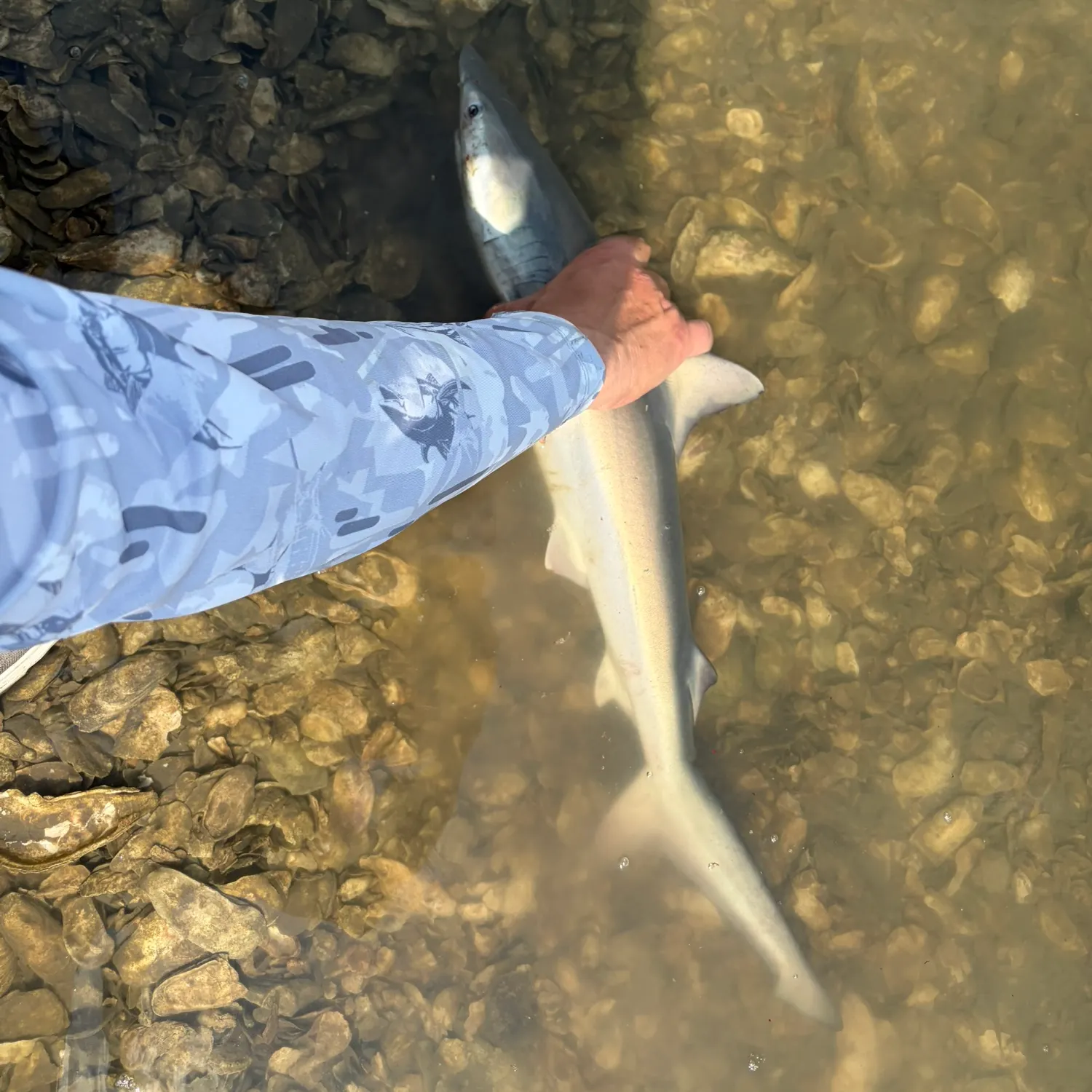 Atlantic sharpnose shark caught on Fishbrain