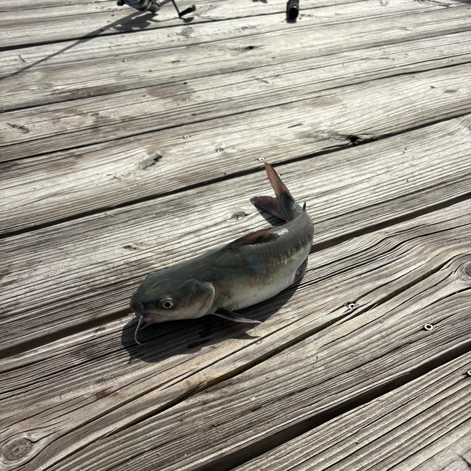 The most recent Channel catfish catches on Fishbrain