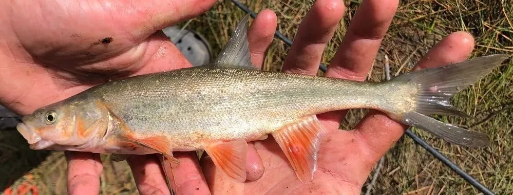 Roundtail chub