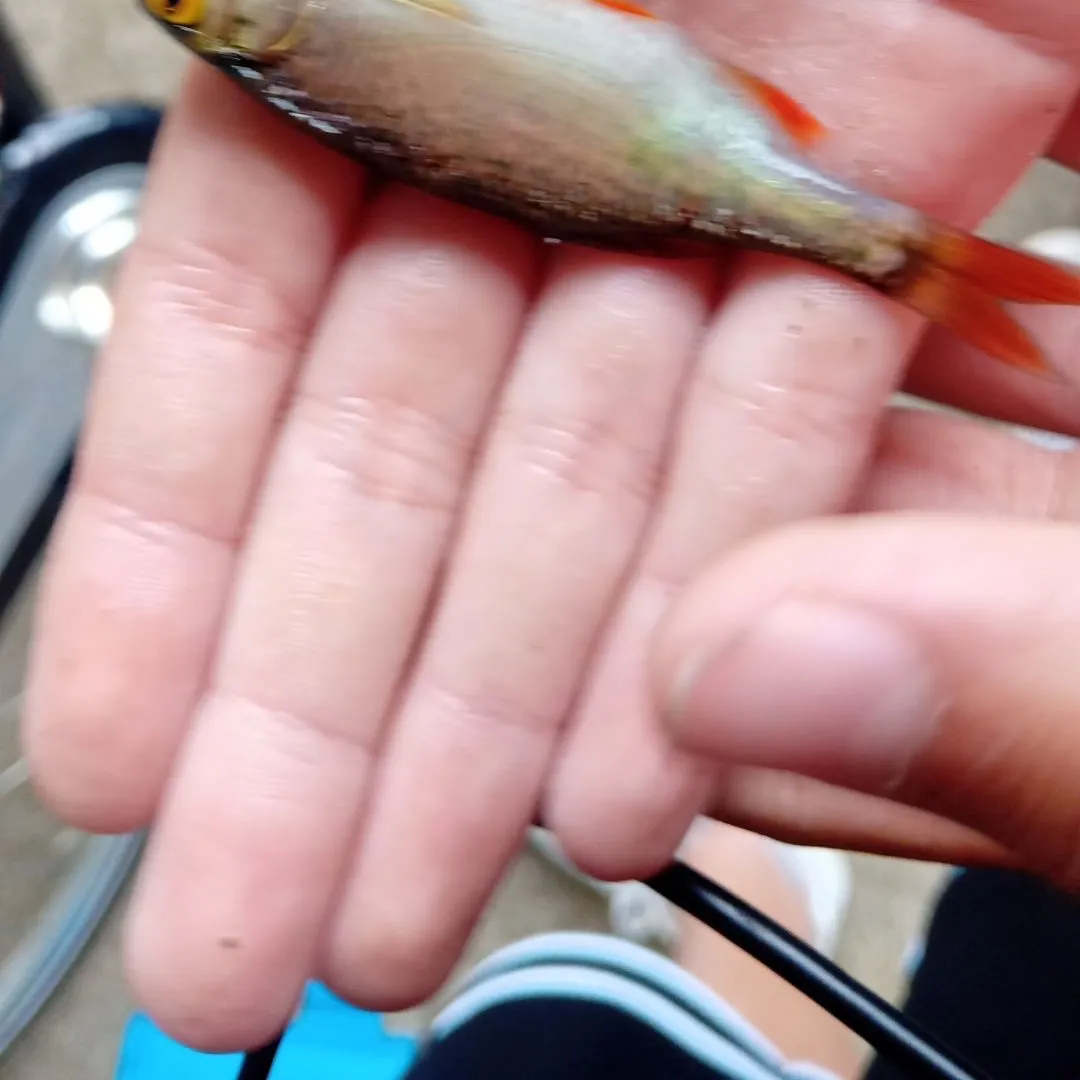 The most recent Yellow-eye mullet catches on Fishbrain