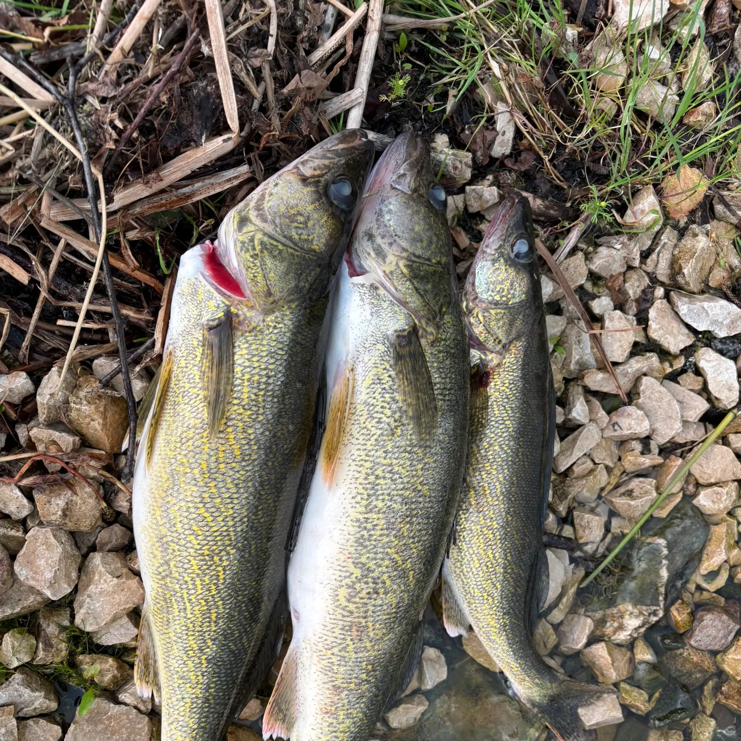 angler catch