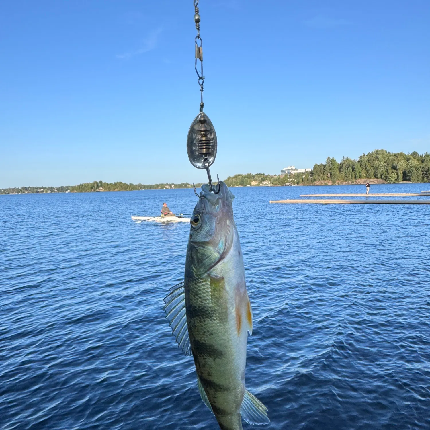 Yellow perch caught on Fishbrain