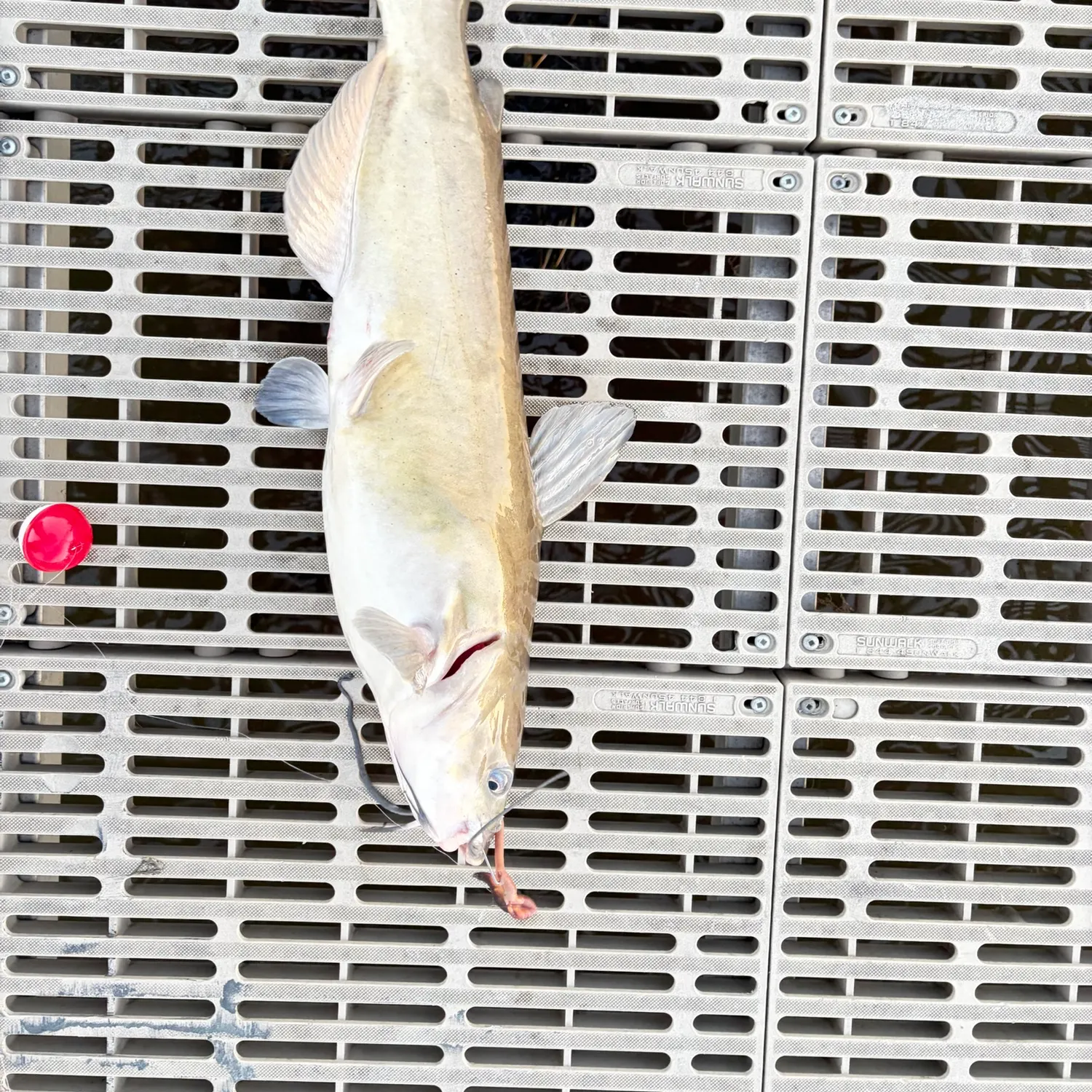 Channel catfish caught on Fishbrain