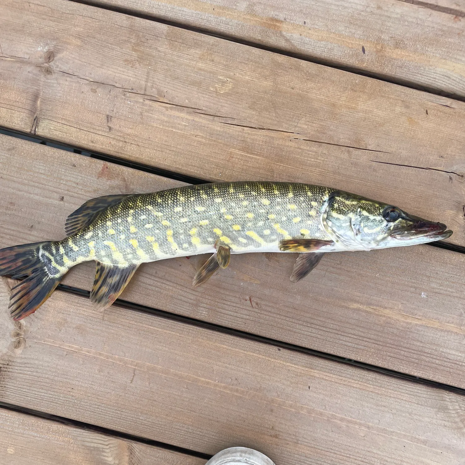 Northern pike caught on Fishbrain