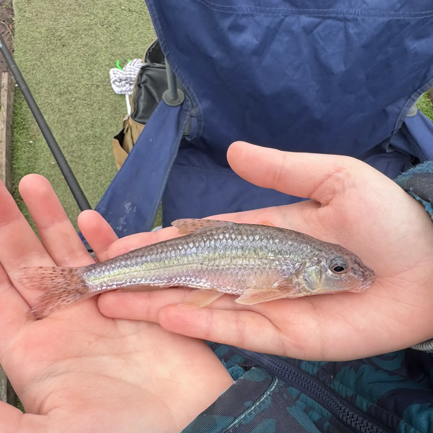 The most recent Gudgeon catches on Fishbrain