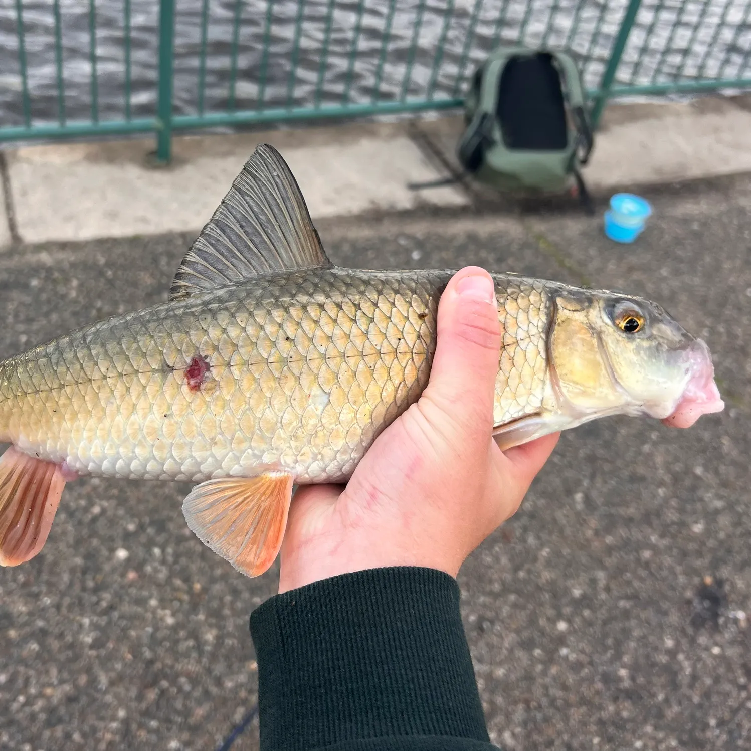 The most recent Golden redhorse catches on Fishbrain
