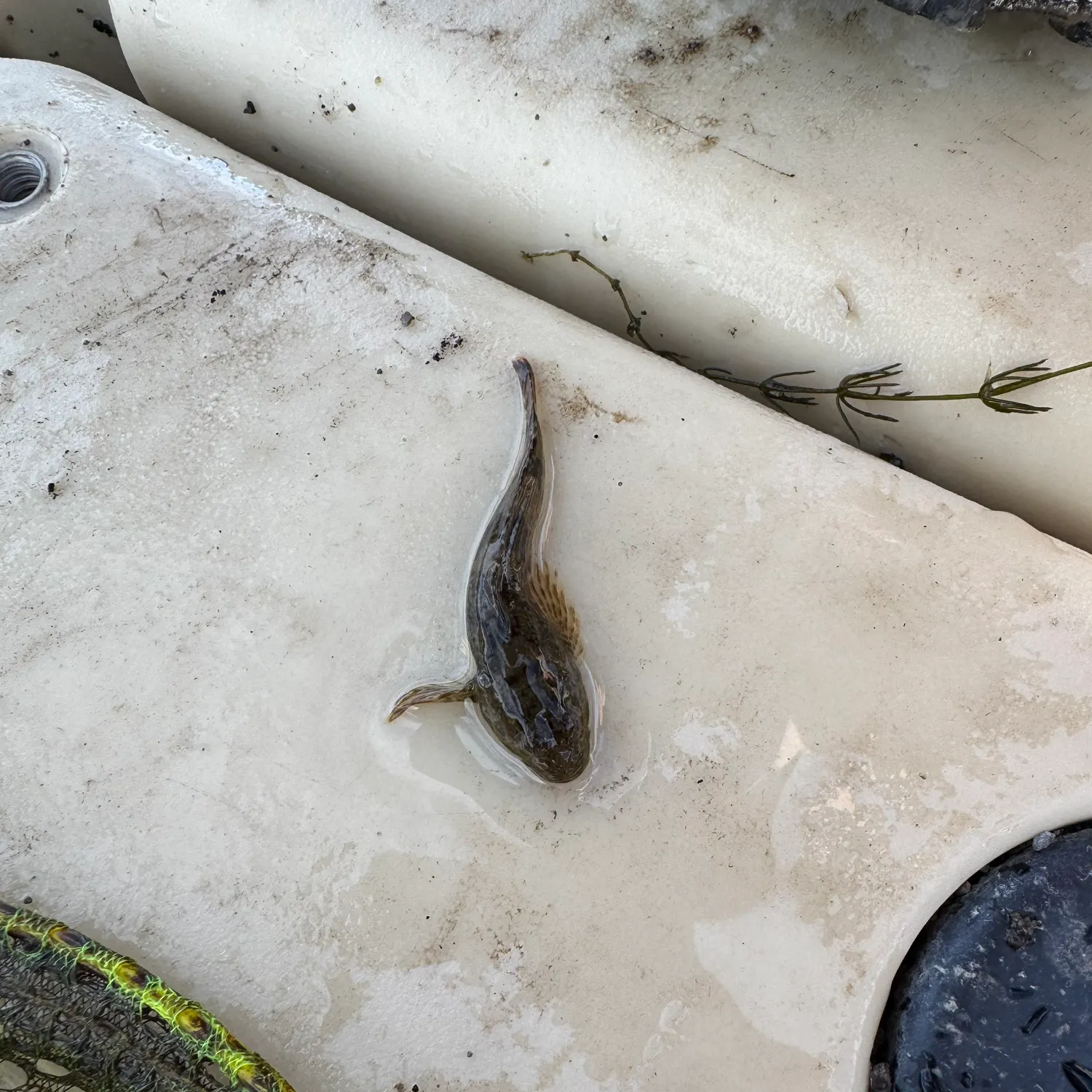 Mottled sculpin caught on Fishbrain