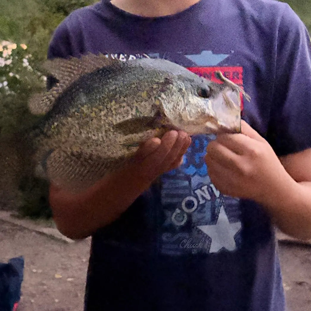 Black crappie caught on Fishbrain