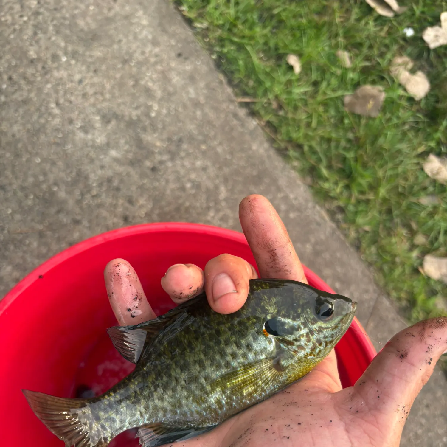 The most recent Redear sunfish catches on Fishbrain