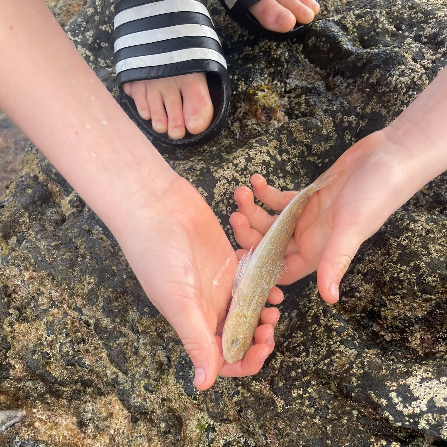 The most recent Ornate wrasse catches on Fishbrain