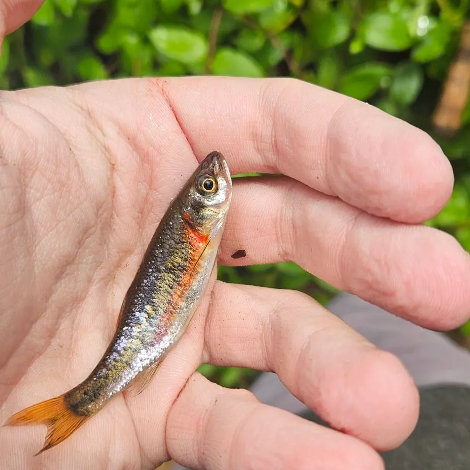 The most recent Rosyside dace catches on Fishbrain