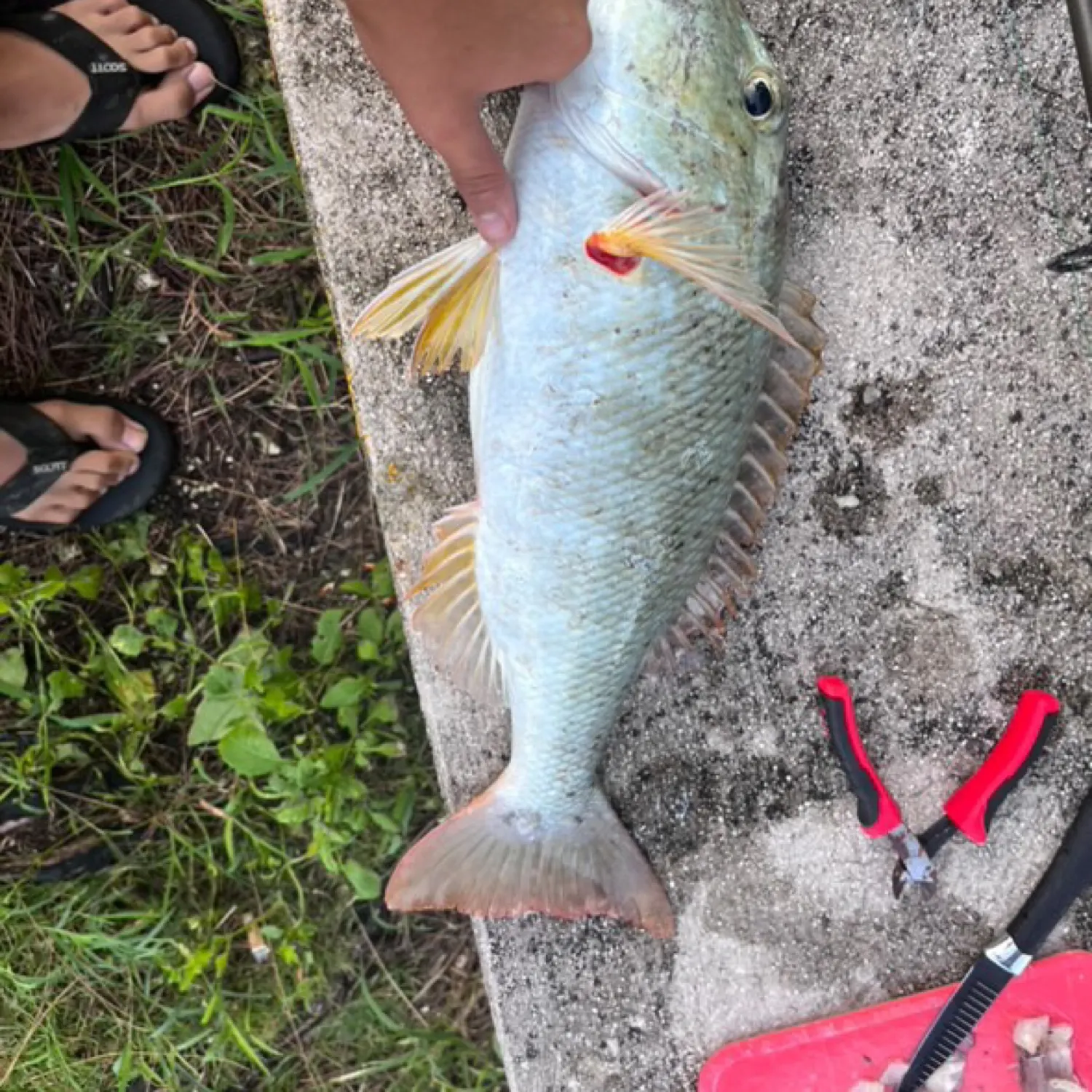 The most recent Yellowlip emperor catches on Fishbrain