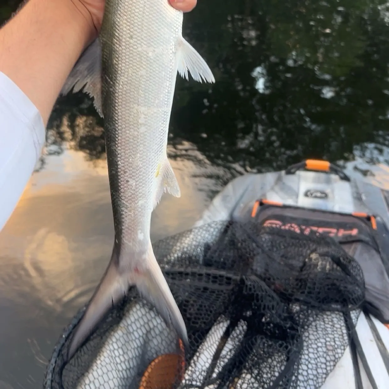 Ladyfish caught on Fishbrain