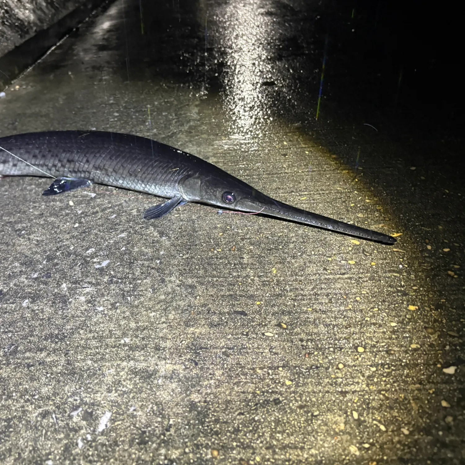 Longnose gar caught on Fishbrain