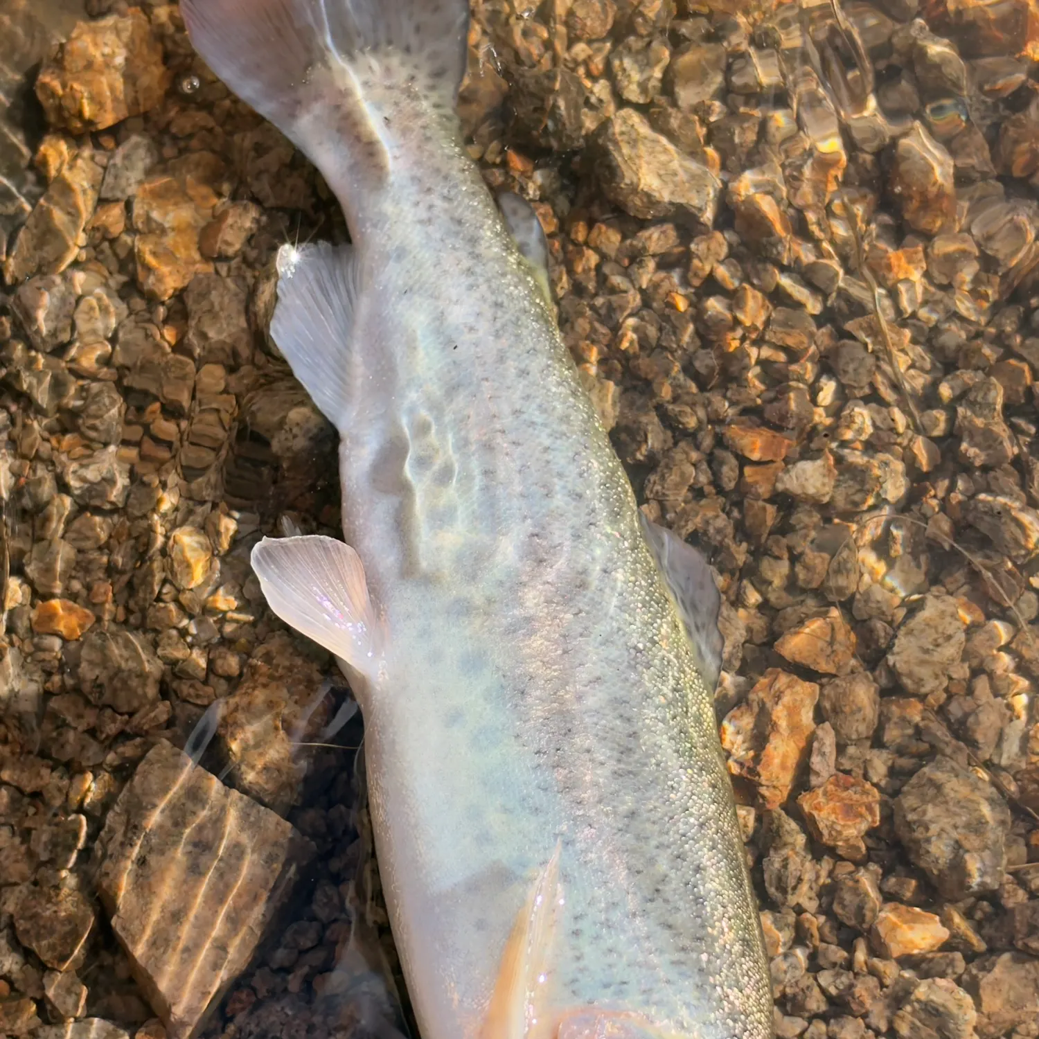 Rainbow trout caught on Fishbrain
