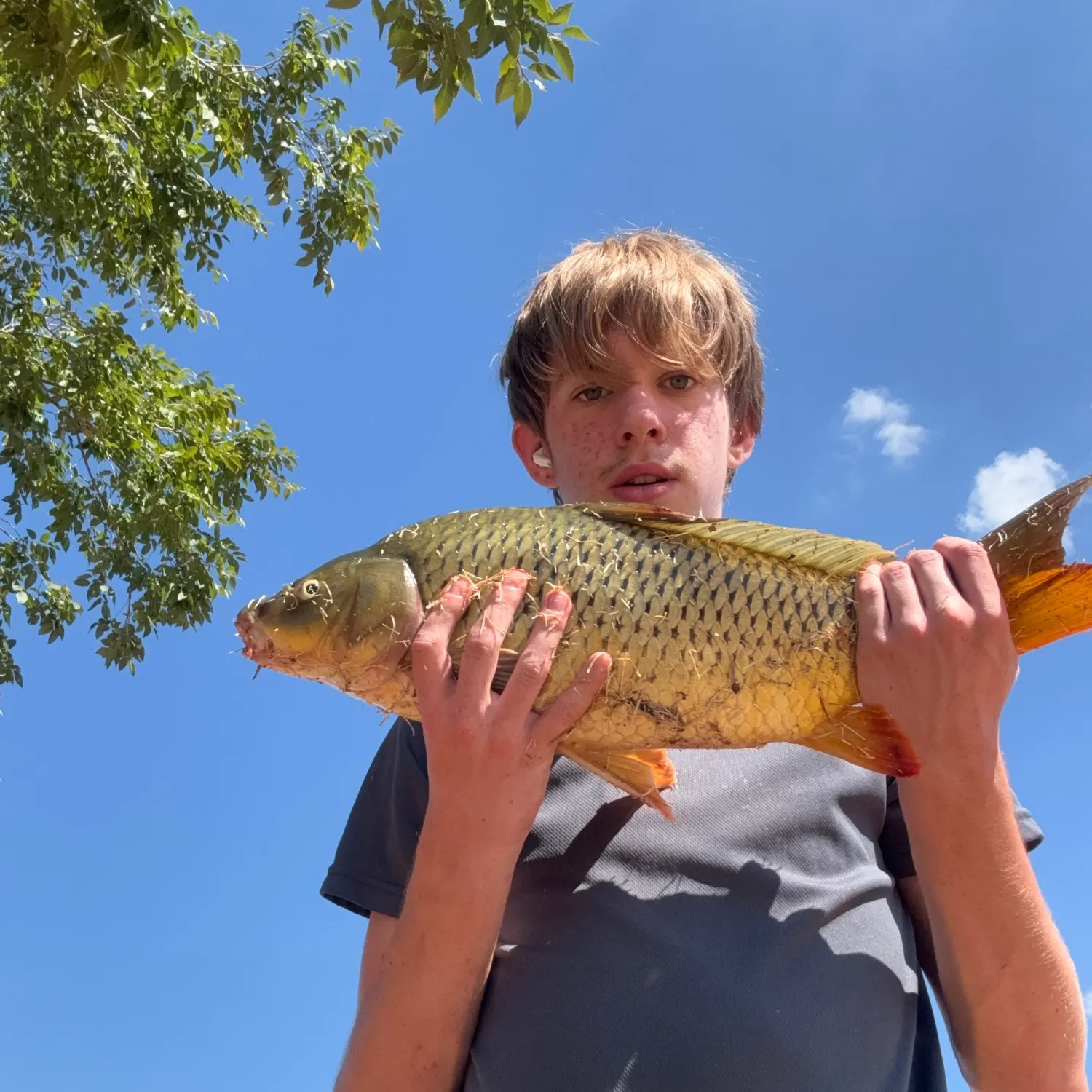 Common carp caught on Fishbrain