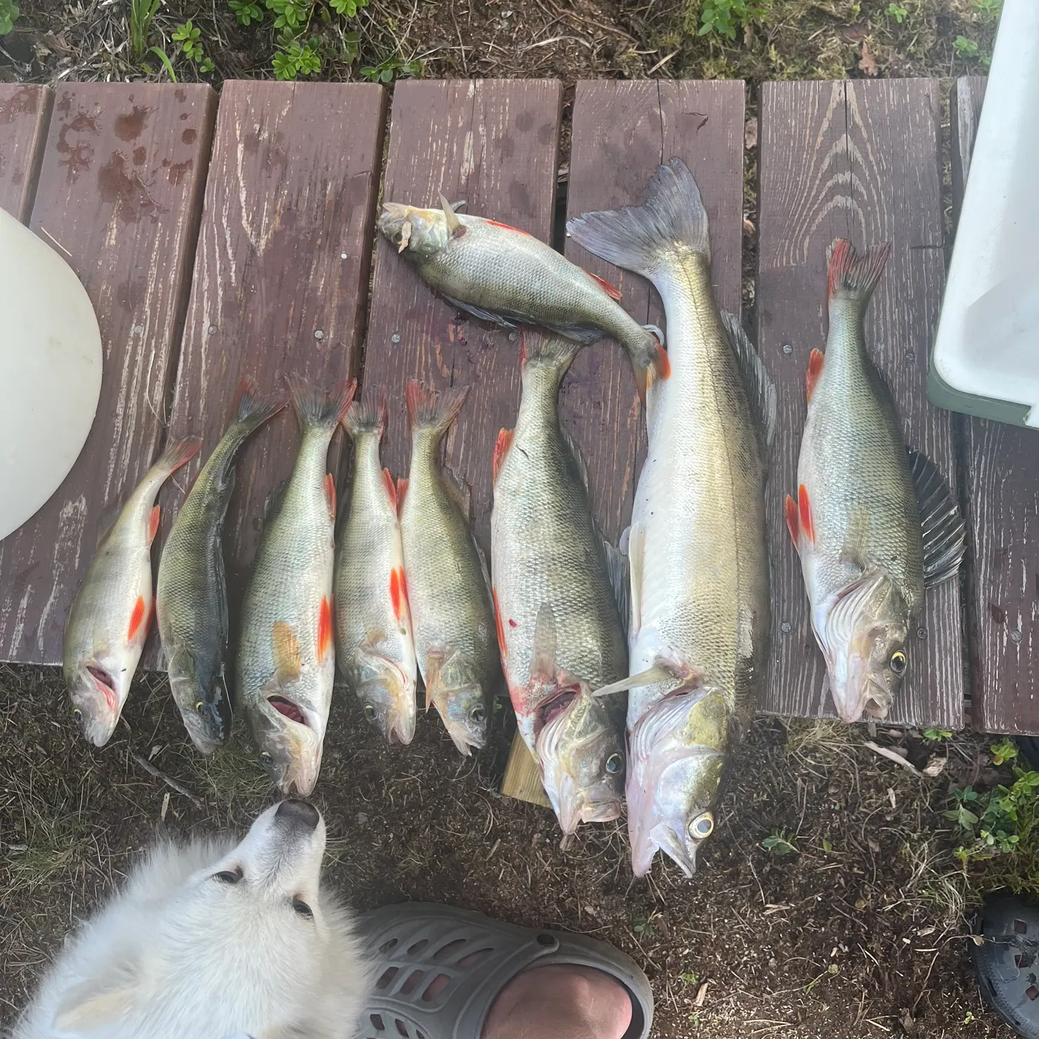 recently logged catches