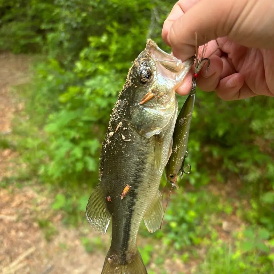 Fish caught on Fishbrain