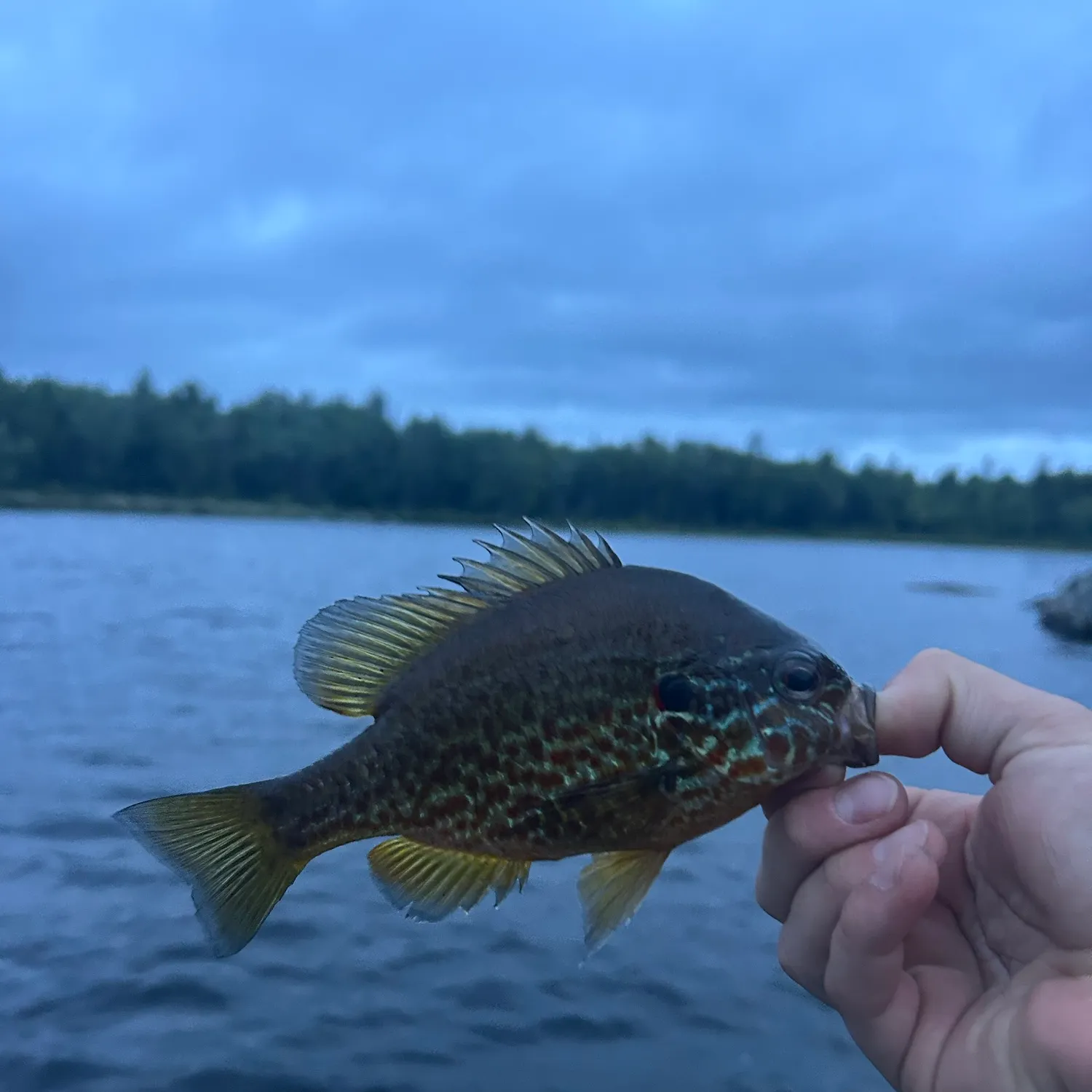 Pumpkinseed caught on Fishbrain