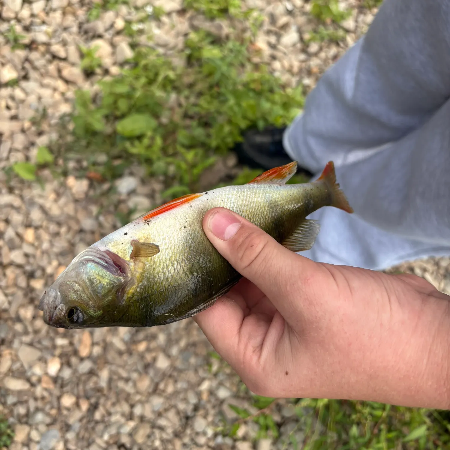 European perch caught on Fishbrain