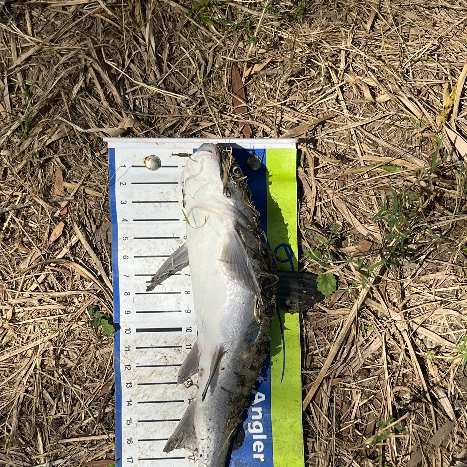 The most recent Blue salmon catfish catches on Fishbrain