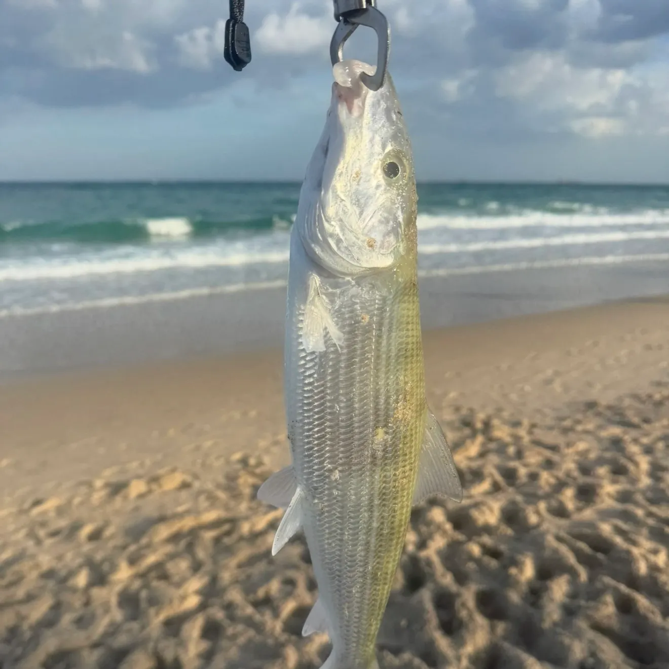 West Atlantic bonefish caught on Fishbrain