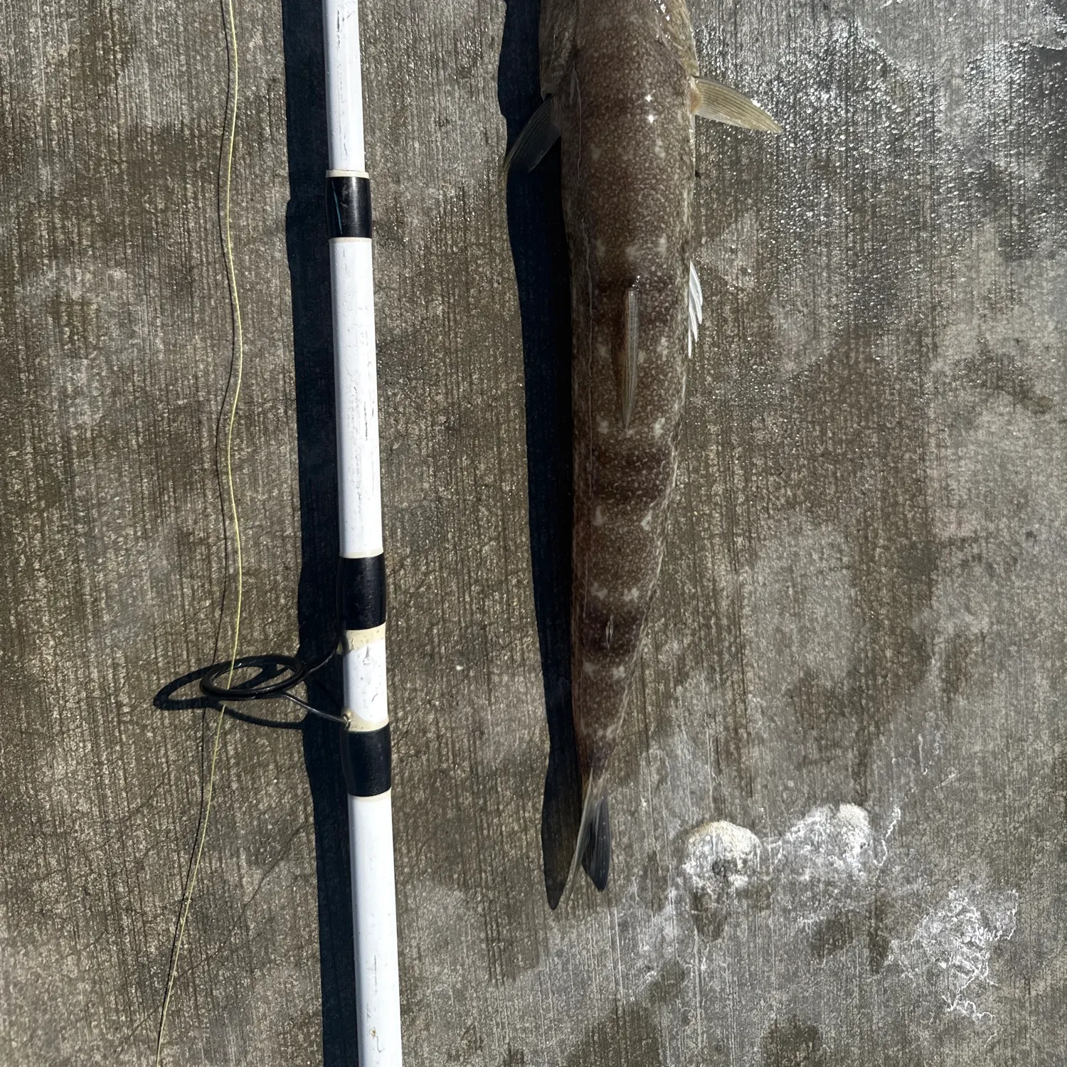 The most recent Inshore lizardfish catches on Fishbrain