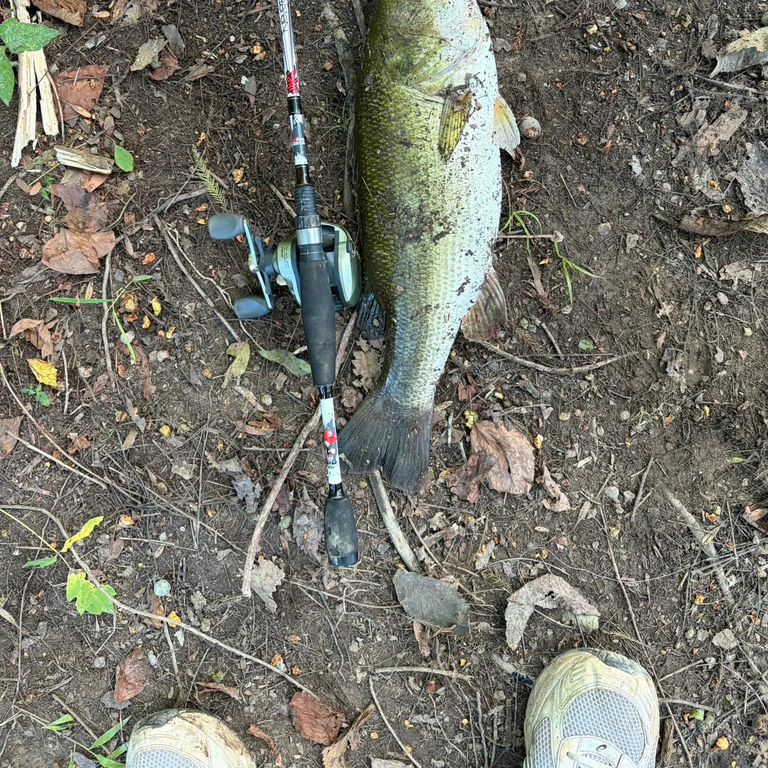 Largemouth bass caught on Fishbrain