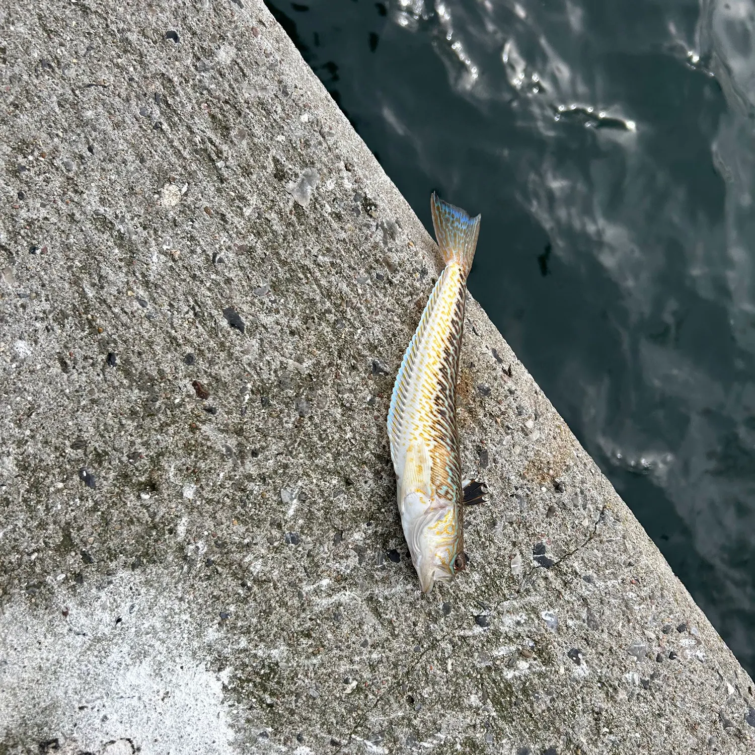 The most recent Greater weever catches on Fishbrain