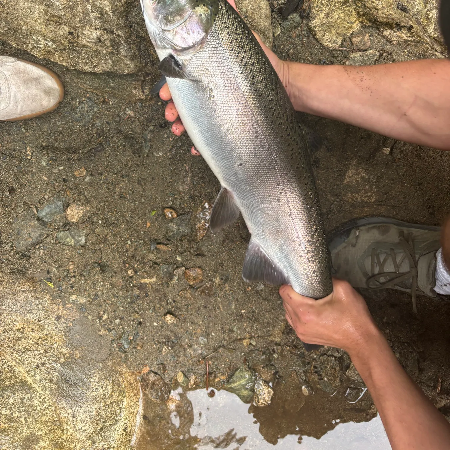 Coho salmon caught on Fishbrain