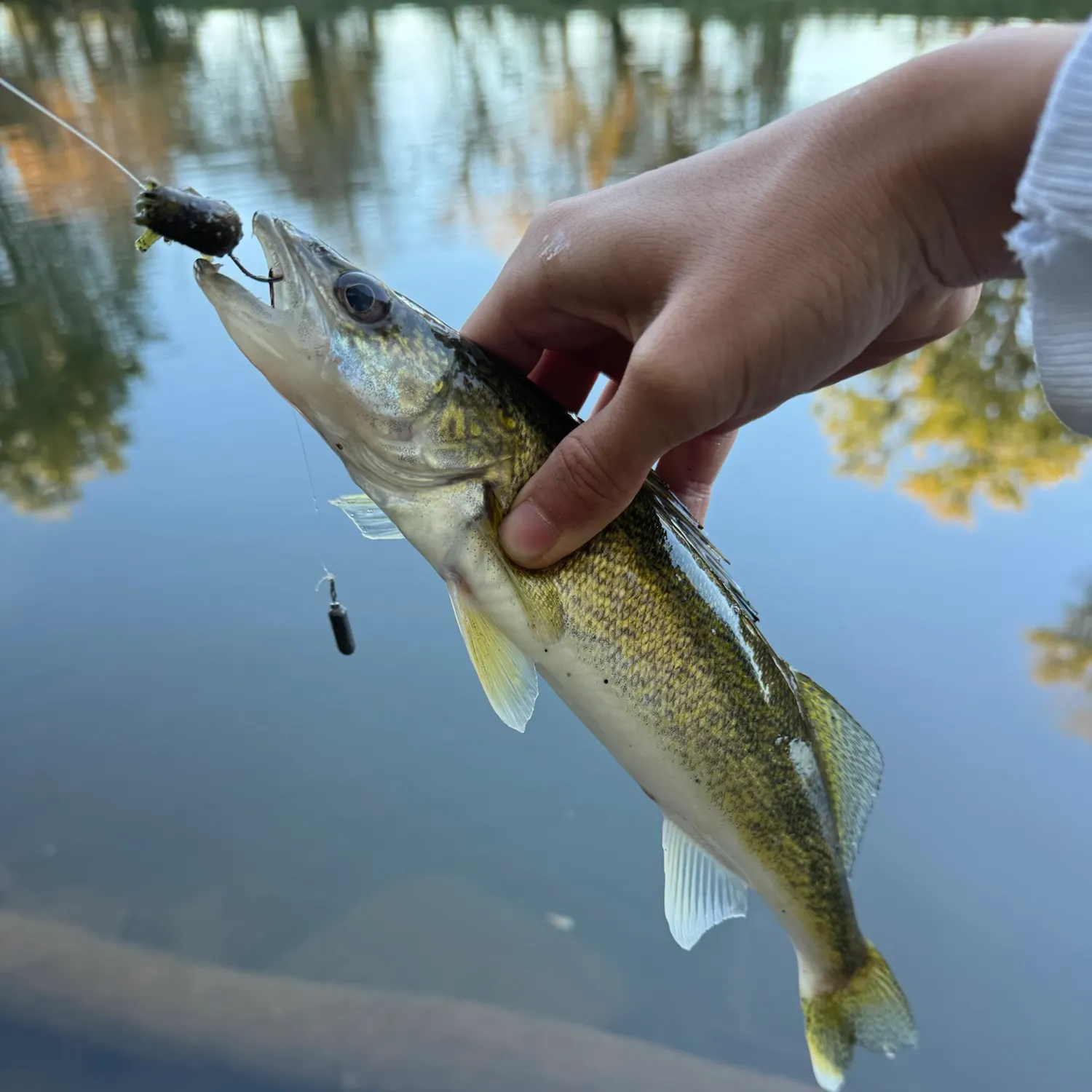 Walleye caught on Fishbrain
