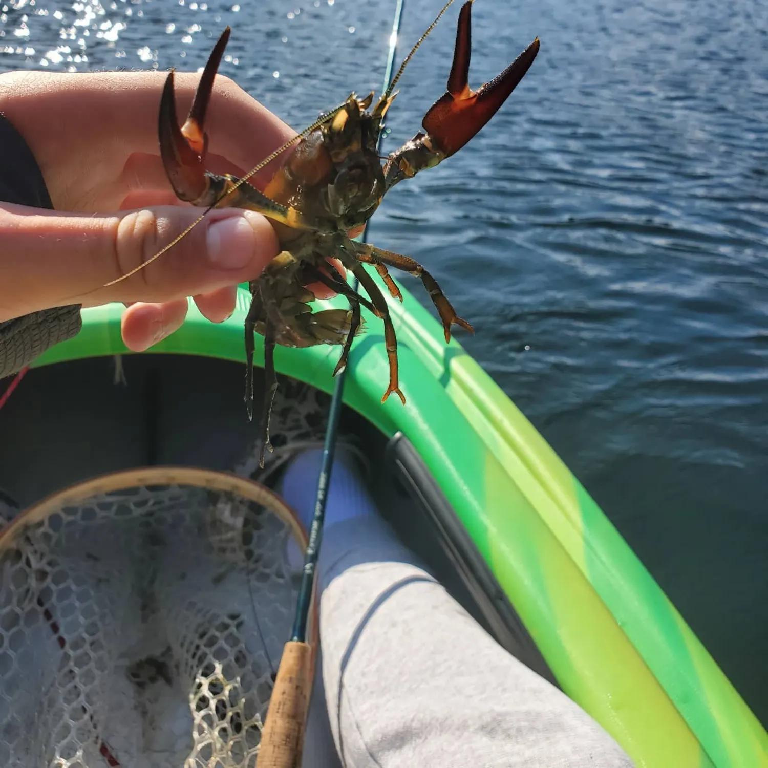 Signal crayfish caught on Fishbrain