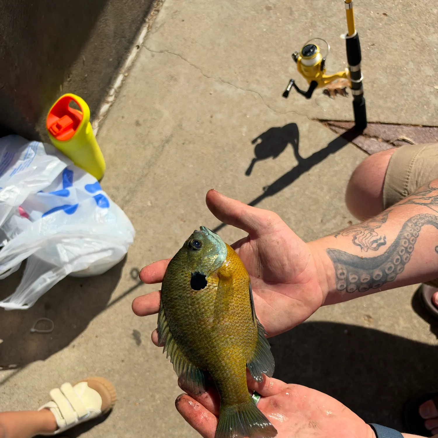 Bluegill caught on Fishbrain