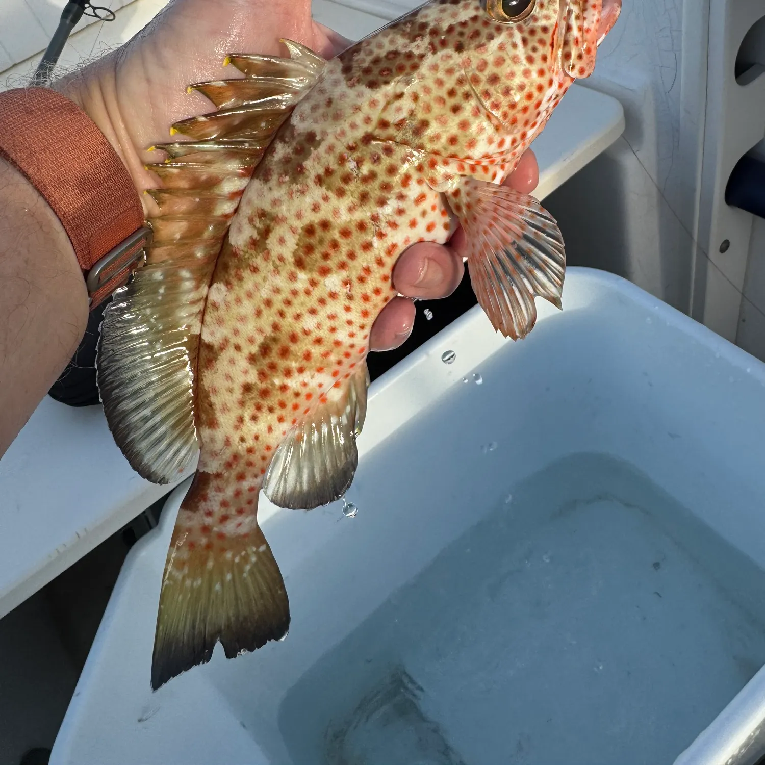 Red hind grouper caught on Fishbrain